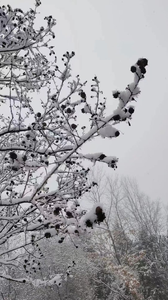 成都开始下雪了，薪火数据邀您来成都赏雪